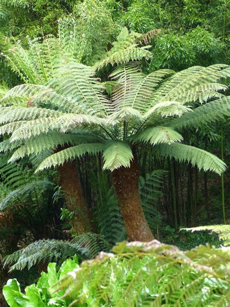 Top 10 Amazing Hardy Types Of Ferns For Growing Indoors Or Outside