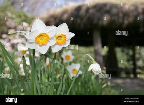 Estate Of Tatton Park England Spring View Of Daffodils In Full Bloom