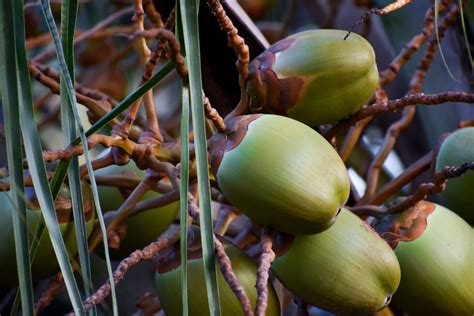 Free stock photo of closeup, coconut, coconut tree