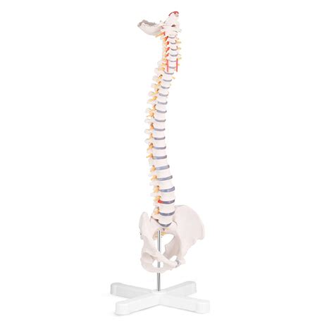 Mua Skumod Life Size Spine Model Flexible Anatomical Human Spine Model