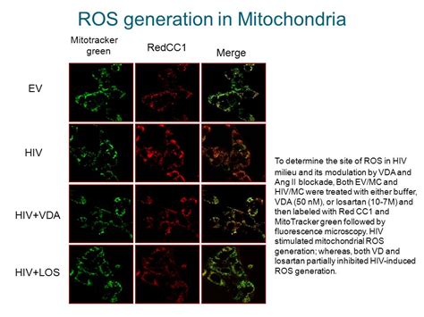 Role Of Vitamin D Receptor Vdr In Hiv Induced Tubular Injury Mohammad