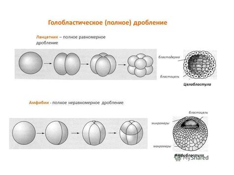 Типы дробления и типы бластул - online presentation
