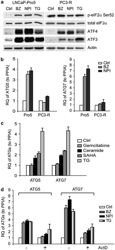 Differential Effects Of Pis On Activation Of Autophagy A