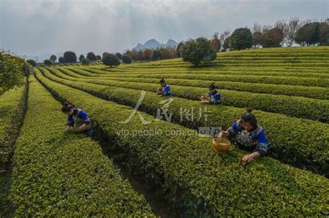 贵州松桃：扶贫干部田间直播卖春茶 人民图片网