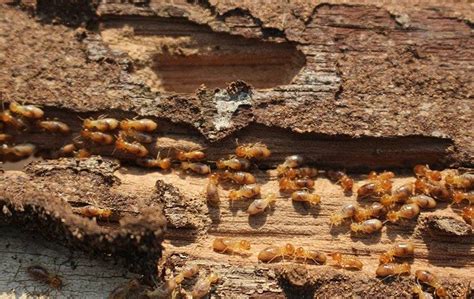 Are Termites In Charlotte Harmful To Humans