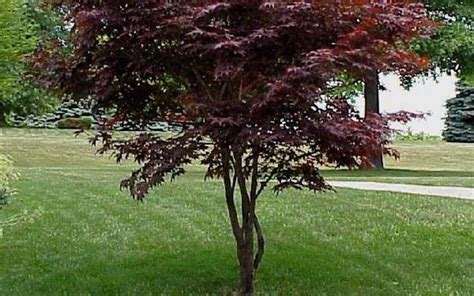 Hefners Red Japanese Maple 3 Gallon Tree Japanese Maples