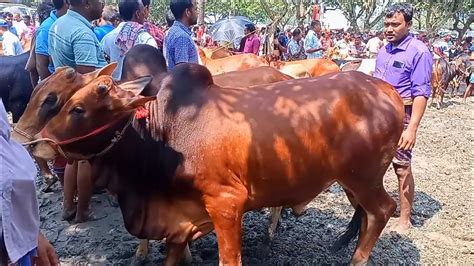 আজ ২৮ সেপ্টেম্বর চট্টগ্রামের ব্যবসায়ী কেমন দামে মাংসের ওজন সহ খামার উপযোগী ষাঁড় গরু কিনছেন