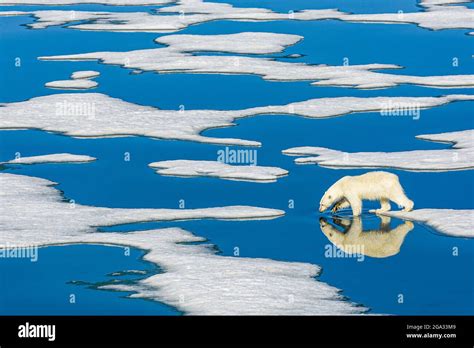 Polar Bear Ursus Maritimus Walking On Melting Pack Ice With Blue