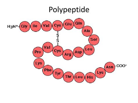 Ppt Biomolecules Powerpoint Presentation Free Download Id2445311