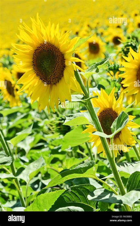 Huge sunflower farm Stock Photo - Alamy