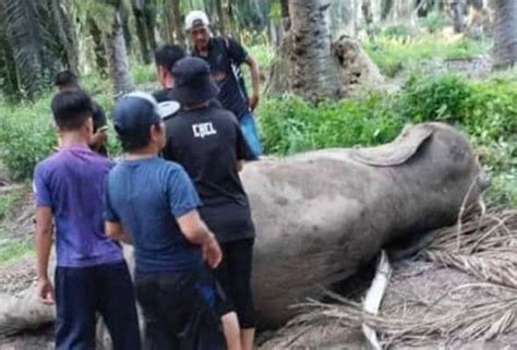 Bangkai Gajah Di Ladang Kelapa Sawit Astro Awani