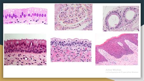 Diagrama De Tejido Epitelial Quizlet