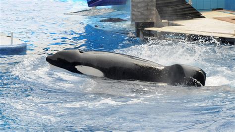 Disturbing Details Found In Seaworld Trainer Dawn Brancheaus Autopsy