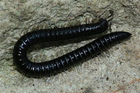 Tachypodoiulus Niger White Legged Snake Millipede Arthropodafotos De