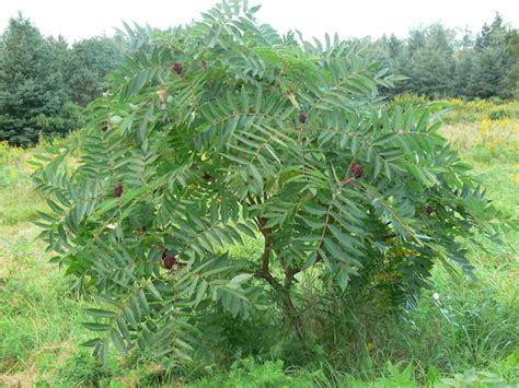 DOC Poison Ivy, Poison Oak and Poison Sumac | Duncannon Appalachian ...