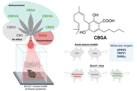 Cbga La Madre Di Tutti I Cannabinoidi Contro Lepilessia Lo Studio