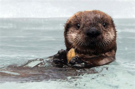 Baby Ocean Animals Who are Here to Brighten Your Day - Ocean Conservancy