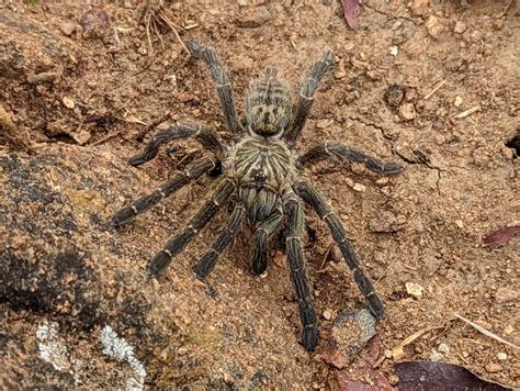 Southern Baboon Spiders From Chinquite Angola On November 1 2022 At