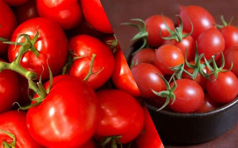 Como Plantar Tomate Cereja Orgânico Guia Completo MinutoFeed