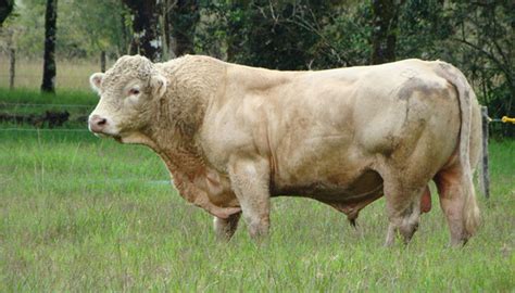 El Charolais Una Raza Que LlegÓ Para Quedarse