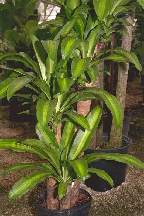 Indoor Corn Plant Care Instructions Corn Plant Corn Plant Care Plants