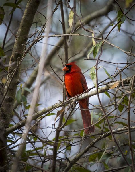 Cardinal Photograph By Alicia Bryant Fine Art America