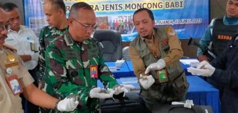 Pekan Ini Dua Kali TNI AL Gagalkan Penyelundupan Satwa Ke Luar Negeri