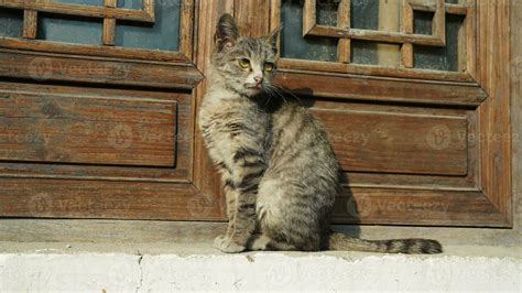 One Adorable Wild Cat Sitting In The Garden For Resting 23421937 Stock