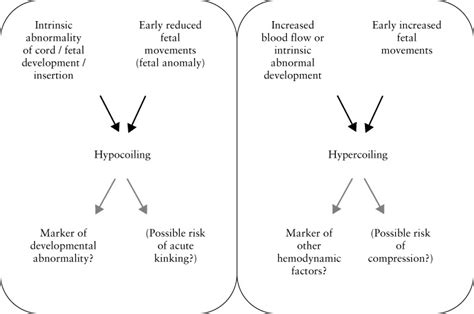 Pathophysiological Significance Of Abnormal Umbilical Cord Coiling Index Sebire 2007