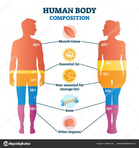 Infographie De Composition Du Corps Humain Diagramme Vectoriel D The