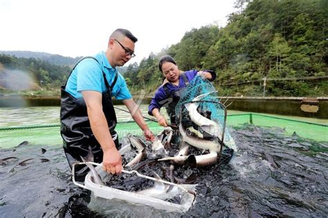 贵州榕江：冷水鱼 富农家 人民图片网