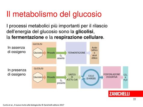 Il Metabolismo Cellulare Sa Chemistry Quiz Quizizz