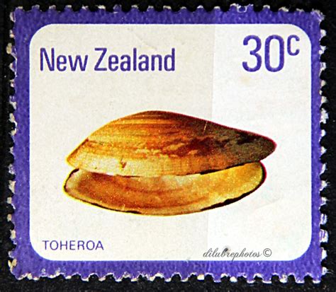 New Zealand Sea Shell Type Of 1978 Toheroa Paphies Ventricosa