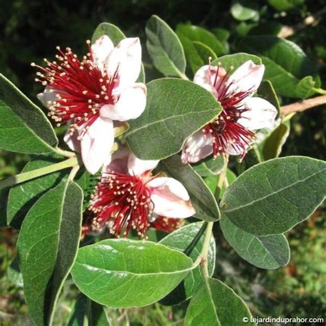 Feijoa Acca Sellowiana Apollo Le Jardin Du Prahor