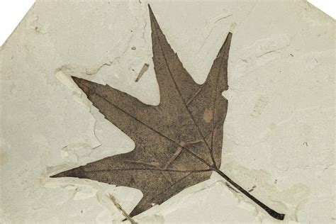 6.3" Exceptional Fossil Sycamore (Platanus) Leaf - Utah (#227557) For Sale - FossilEra.com