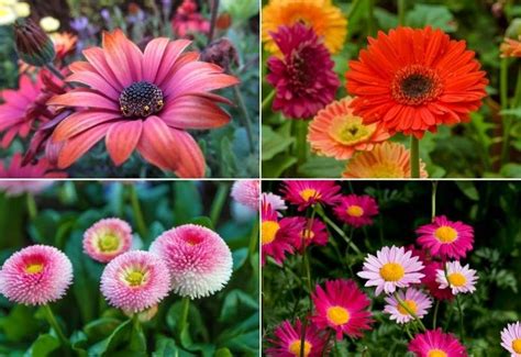 Types of Daisies: 30 Colorful Varieties