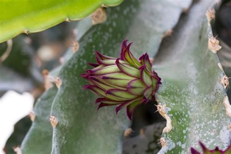 Pitaya Hylocereus