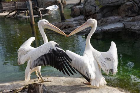 Great White Pelican | The Maryland Zoo