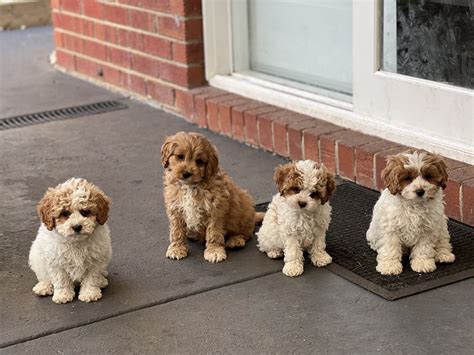 Toy Cavoodle Cranbourne North Petsforhomes