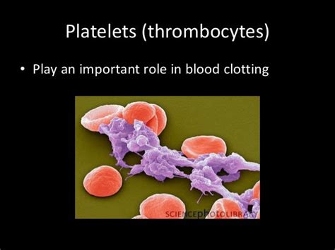 Circulation and Blood 