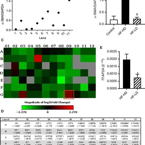 Deletion Of Tfap A Gene Significantly Reduces Tgf Induced Fibroblast