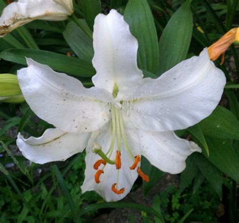 Lily Lilium Caroline Tensen In The Lilies Database