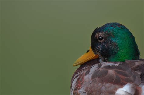 Drake Mallard Duck - Free photo on Pixabay - Pixabay