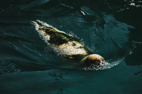 Closeup Shot Of A Harbor Seal Swimming In The Water Stock Image - Image ...