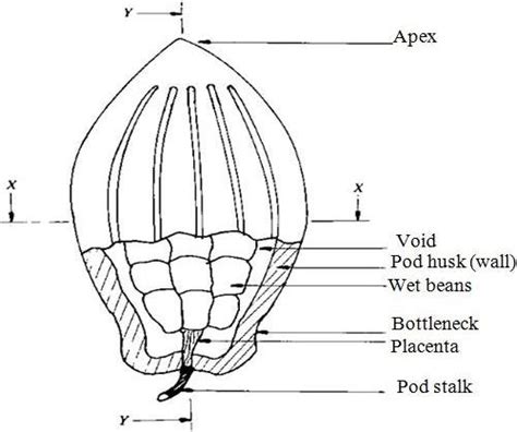 A Longitudinal Half Section Of A Whole Cocoa Pod Showing Wet Beans X X