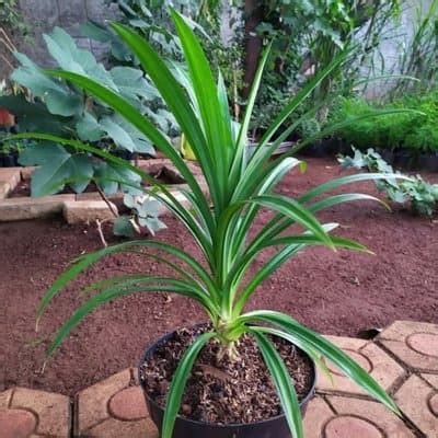 Jual Tanaman Hias Pandan Wangi Pohon Pandan Wangi Shopee Indonesia