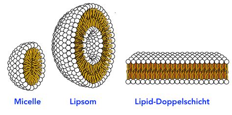 Lipide Allgemeines