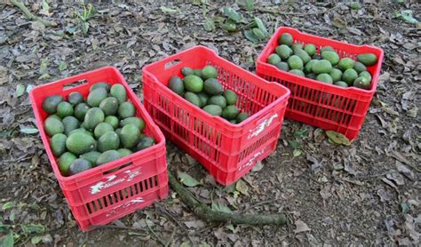 Exportación De Aguacate Más Que Simples Cifras Revista La Campiña