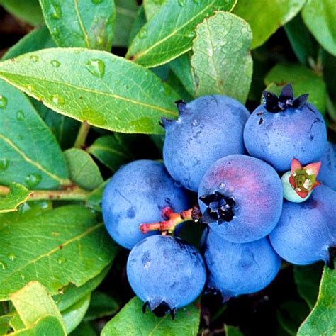 Do Blueberry Plants Come Back Every Year At Bobby Rodrigues Blog