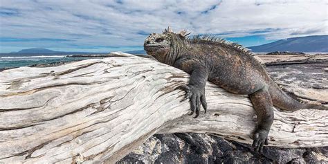 Fernandina Island Galápagos Ecuador Things To Do Animals Planetandes